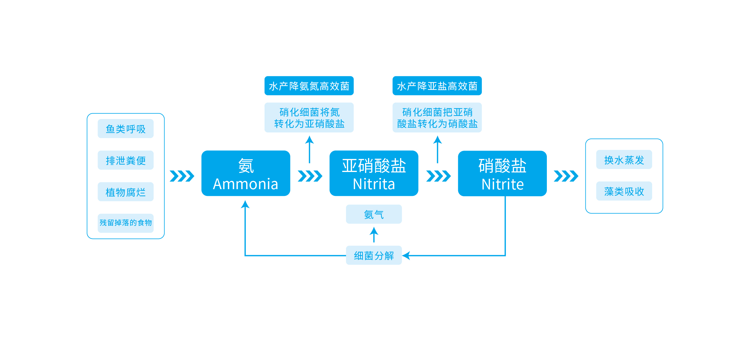 水產(chǎn)養(yǎng)殖生態(tài)脫氮原理